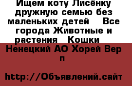 Ищем коту Лисёнку дружную семью без маленьких детей  - Все города Животные и растения » Кошки   . Ненецкий АО,Хорей-Вер п.